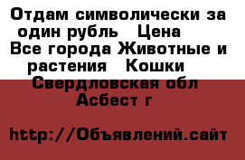 Отдам символически за один рубль › Цена ­ 1 - Все города Животные и растения » Кошки   . Свердловская обл.,Асбест г.